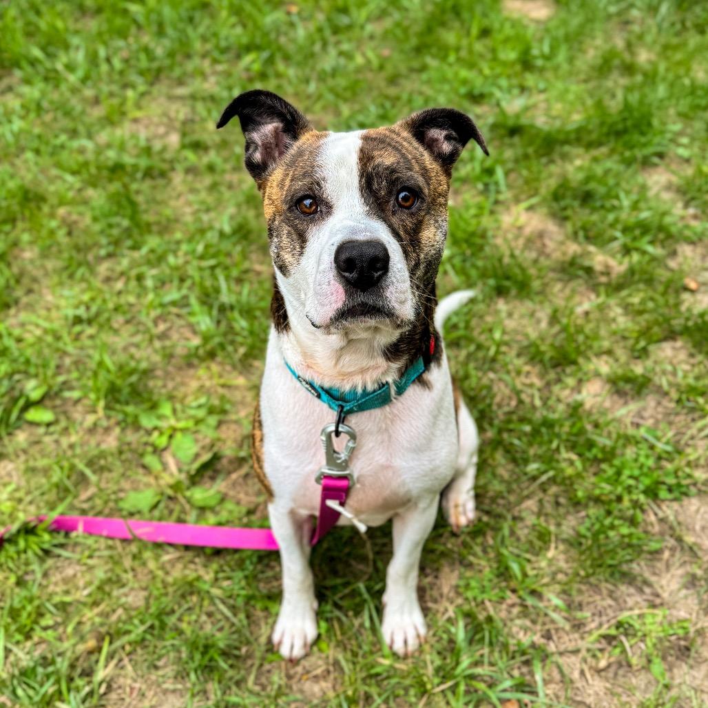 Teddy, a Adoptable Mixed Breed in Springboro, OH image 4/6