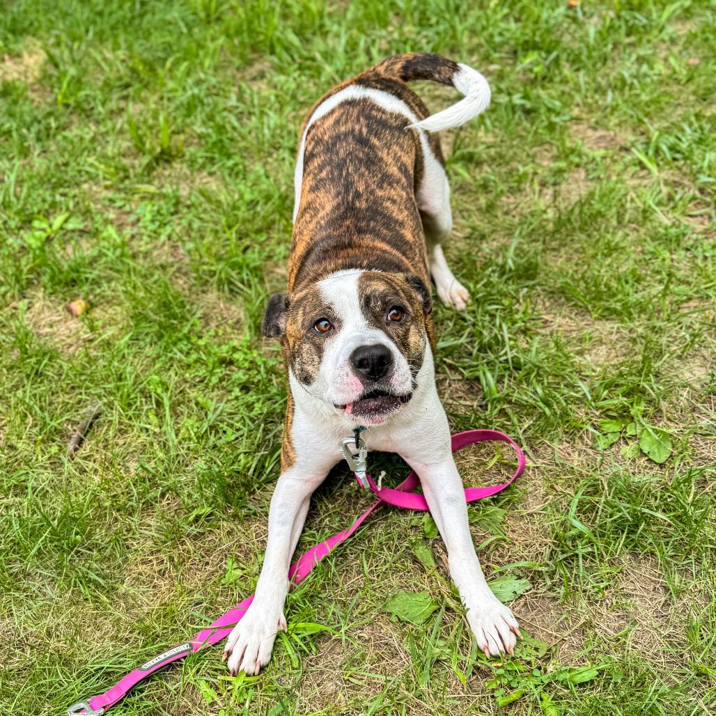 Teddy, a Adoptable Mixed Breed in Springboro, OH image 5/6
