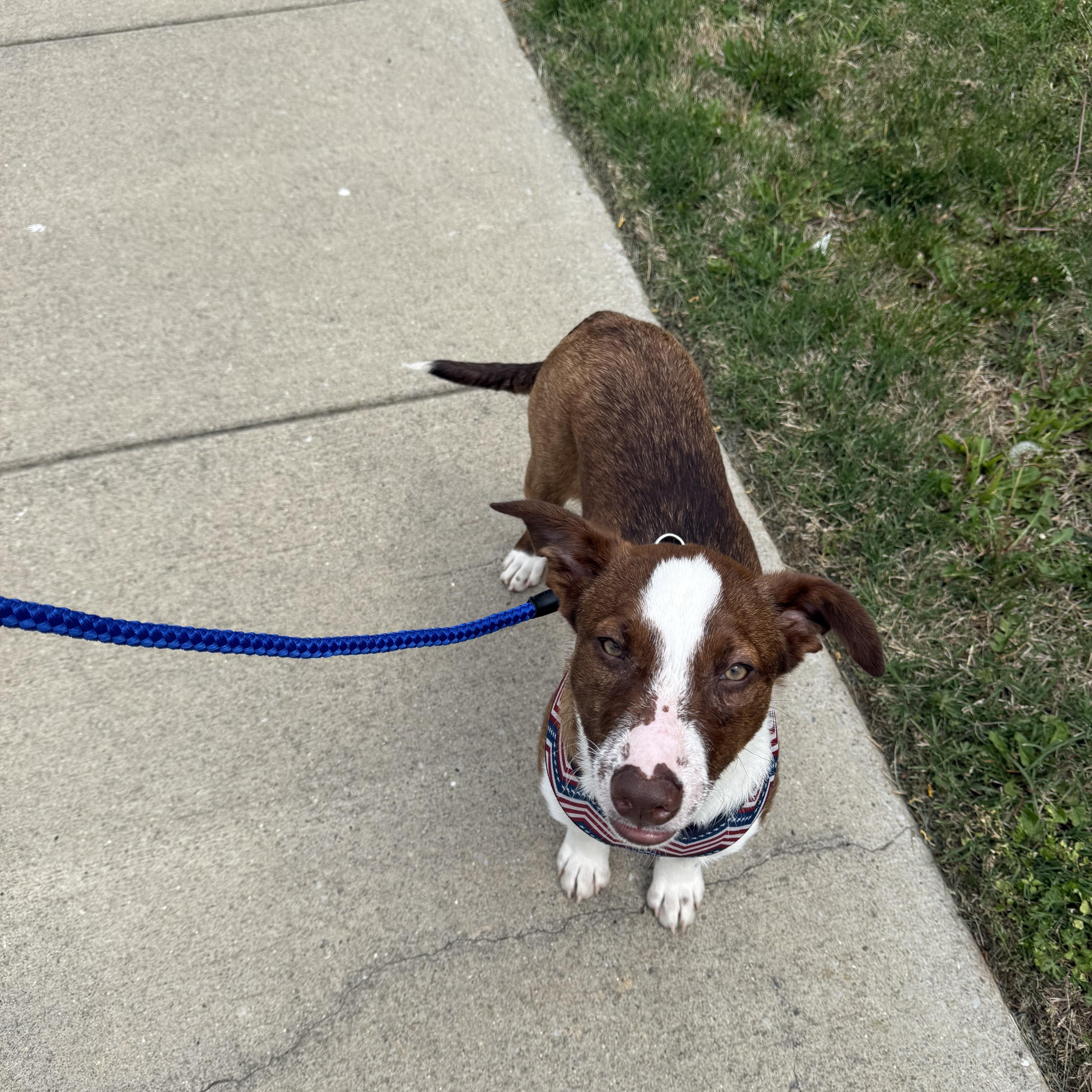 M&M, ADOPTABLE, Young Male Australian Shepherd.
