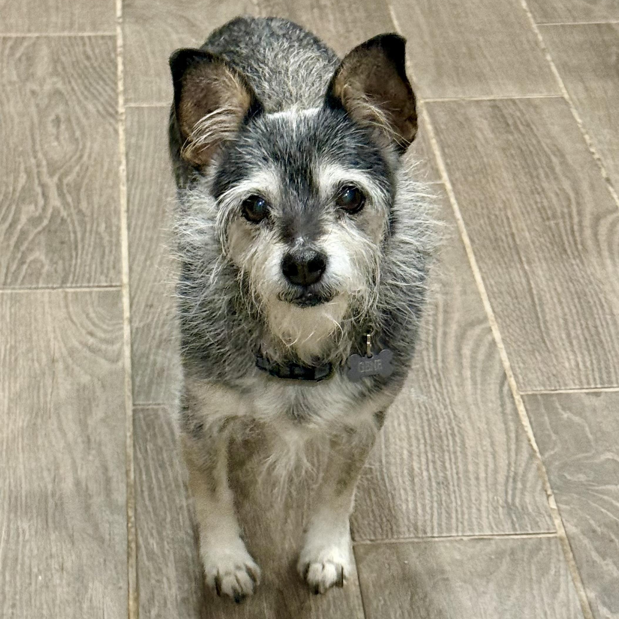 Gene, a ADOPTABLE mixed breed in Goodyear, AZ image 3/4