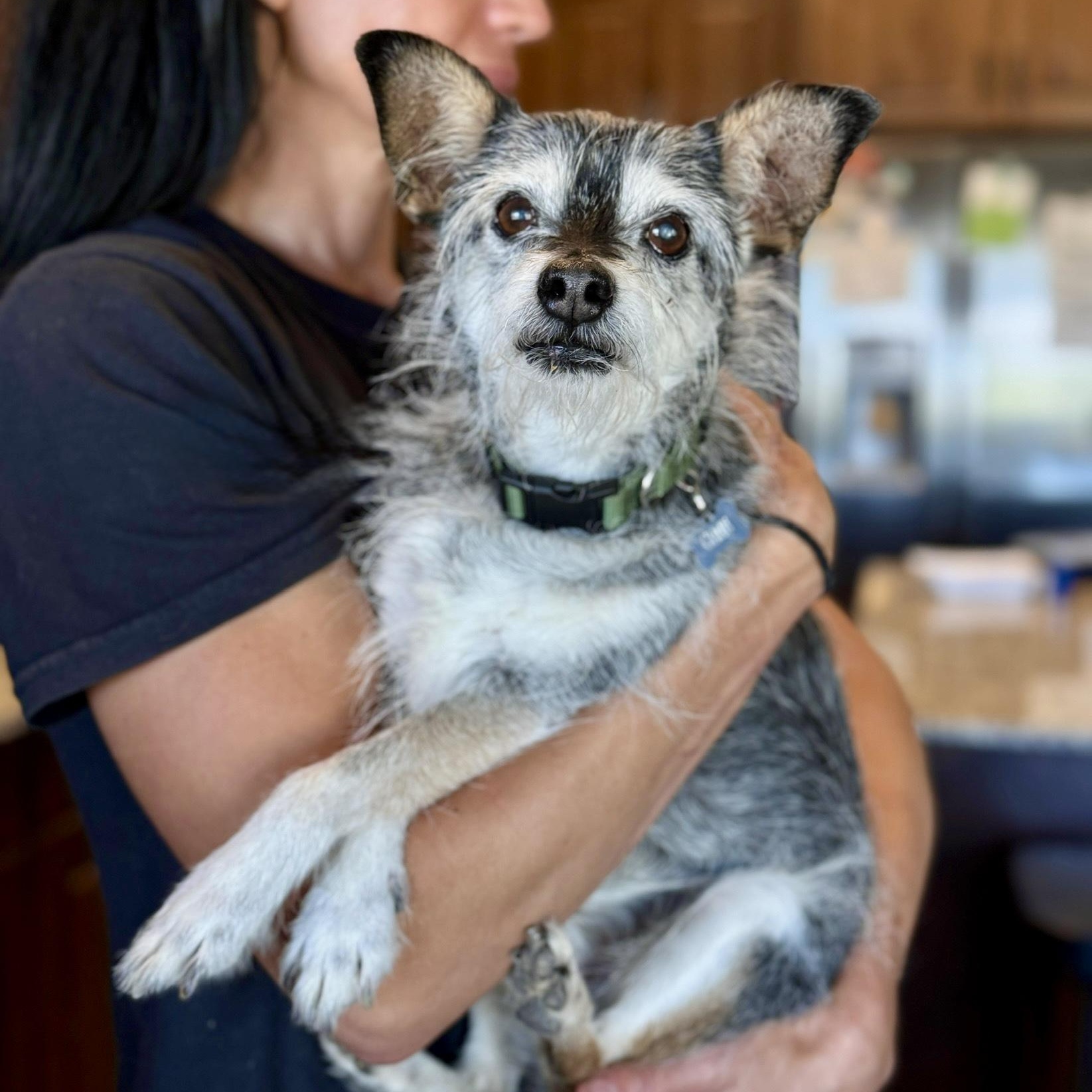 Gene, a ADOPTABLE mixed breed in Goodyear, AZ image 1/4