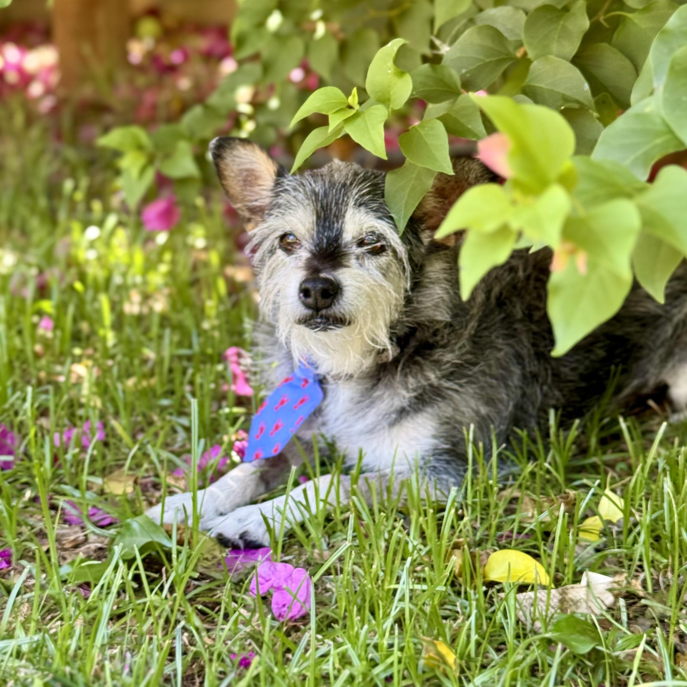 Gene, a ADOPTABLE mixed breed in Goodyear, AZ image 2/4