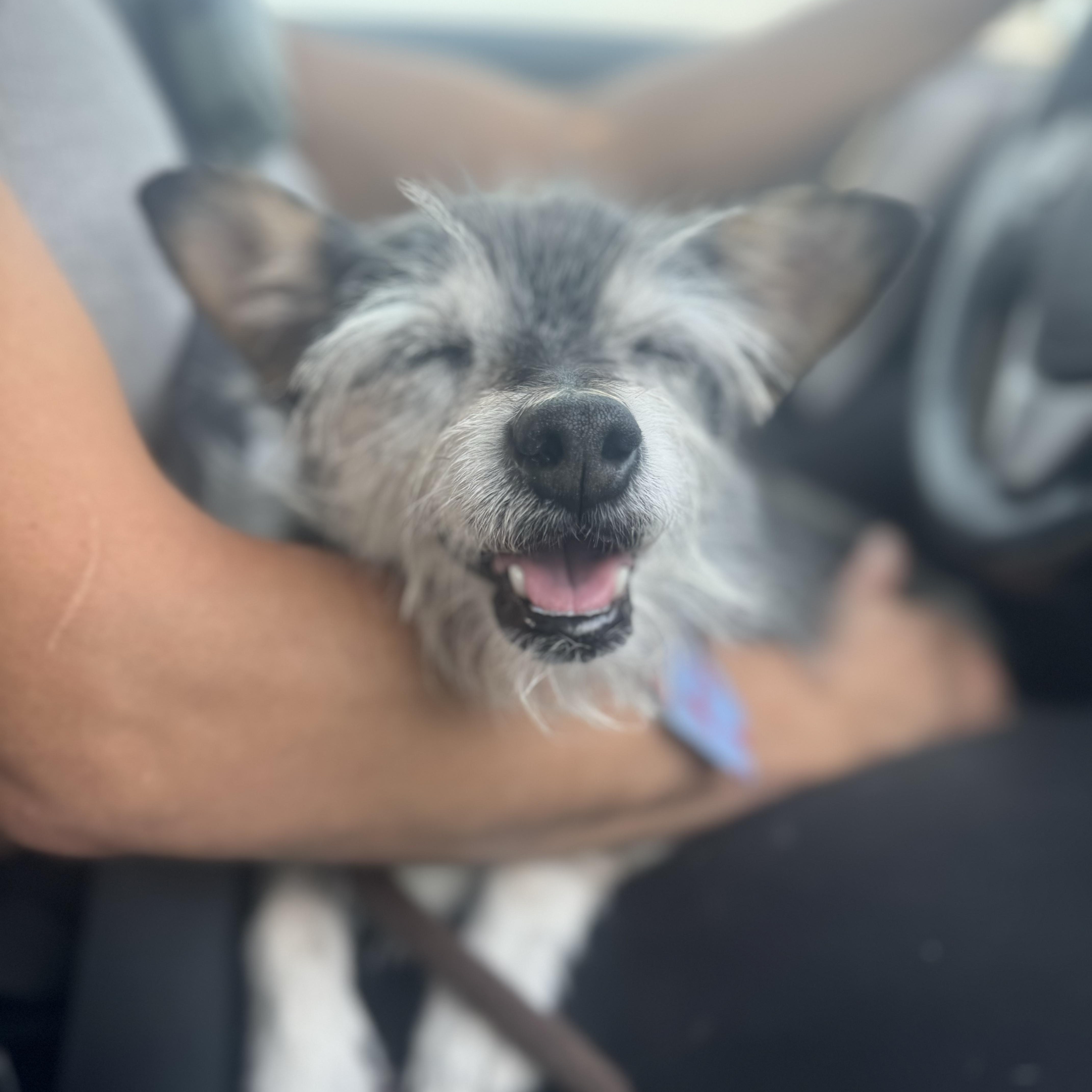 Gene, a ADOPTABLE mixed breed in Goodyear, AZ image 4/4