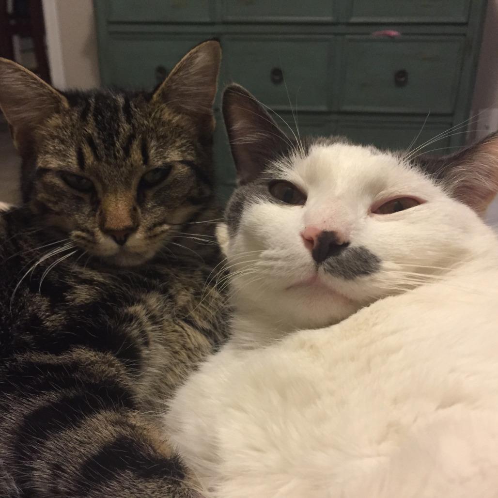 Enlarge Franklin (Bonded with Eleanor), a Adoptable Domestic Medium Hair in Nashville, TN image 1/6