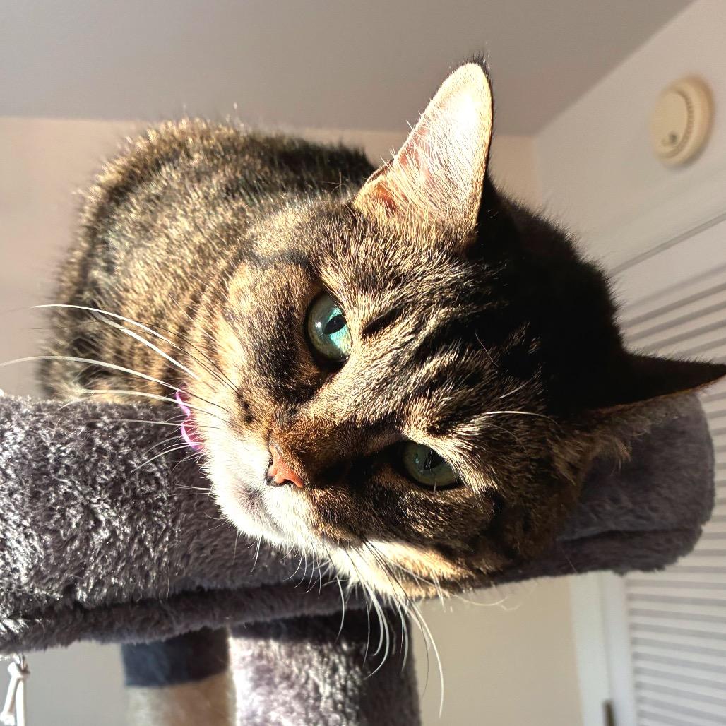Enlarge Franklin (Bonded with Eleanor), a Adoptable Domestic Medium Hair in Nashville, TN image 2/6