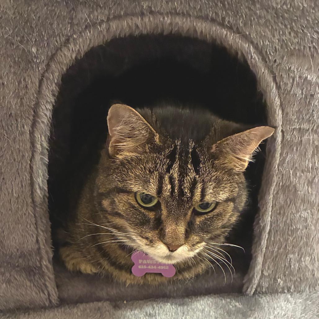 Enlarge Franklin (Bonded with Eleanor), a Adoptable Domestic Medium Hair in Nashville, TN image 3/6