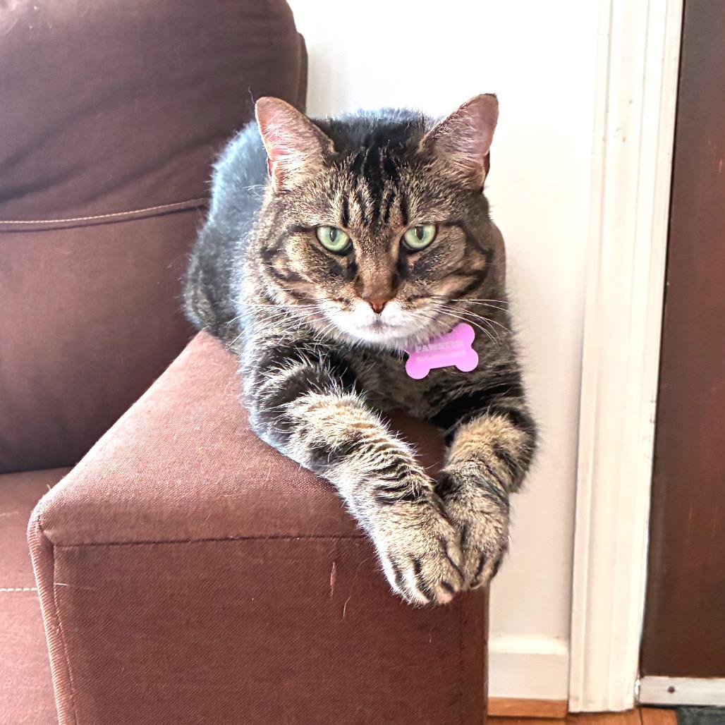 Enlarge Franklin (Bonded with Eleanor), a Adoptable Domestic Medium Hair in Nashville, TN image 4/6