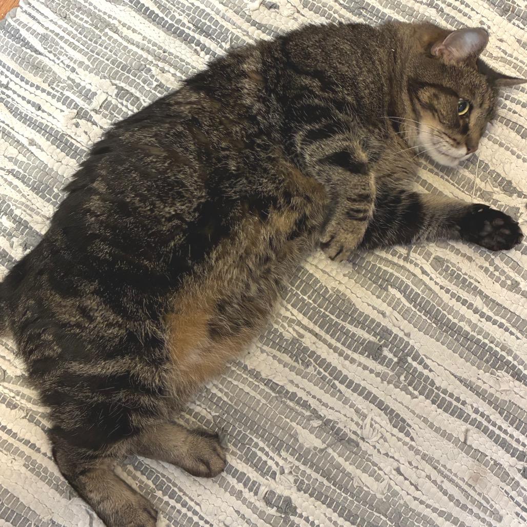 Enlarge Franklin (Bonded with Eleanor), a Adoptable Domestic Medium Hair in Nashville, TN image 5/6