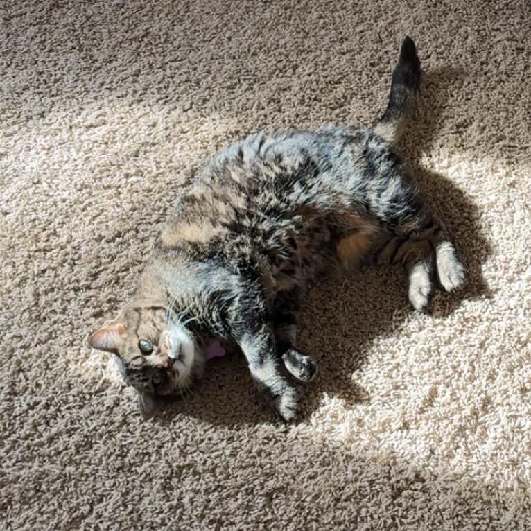 Enlarge Franklin (Bonded with Eleanor), a Adoptable Domestic Medium Hair in Nashville, TN image 6/6