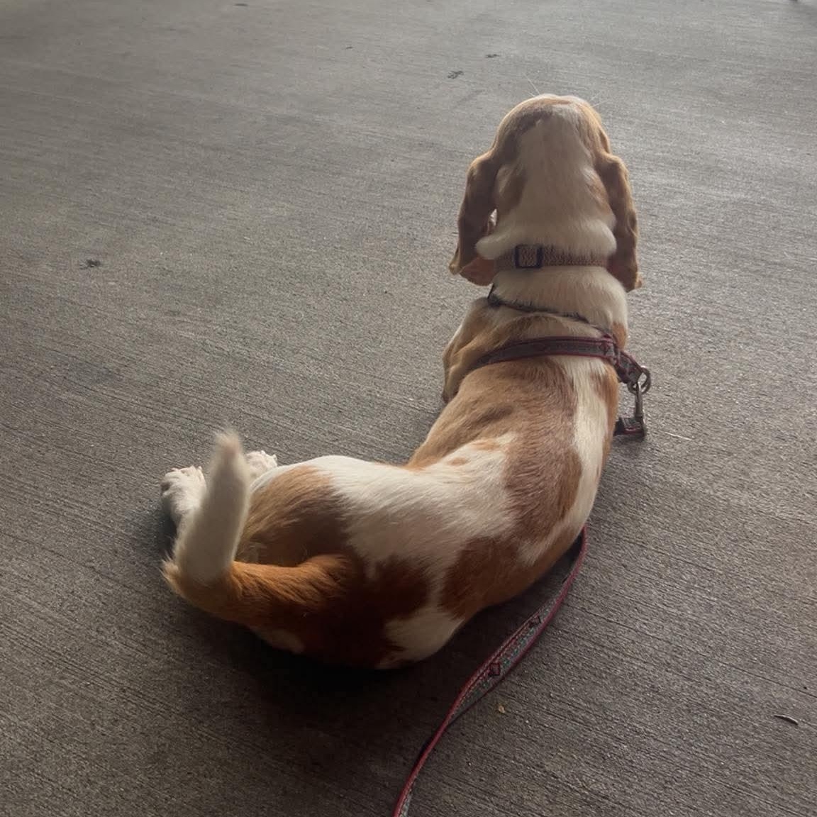 Penelope ("Penny"), a Adoptable Basset Hound in Knoxville, TN image 6/6