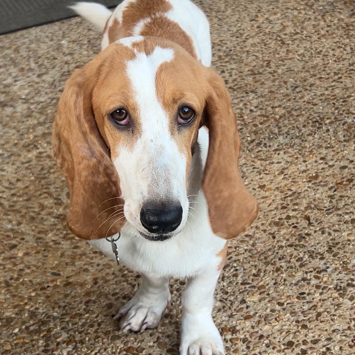 Penelope ("Penny"), a Adoptable Basset Hound in Knoxville, TN image 5/6