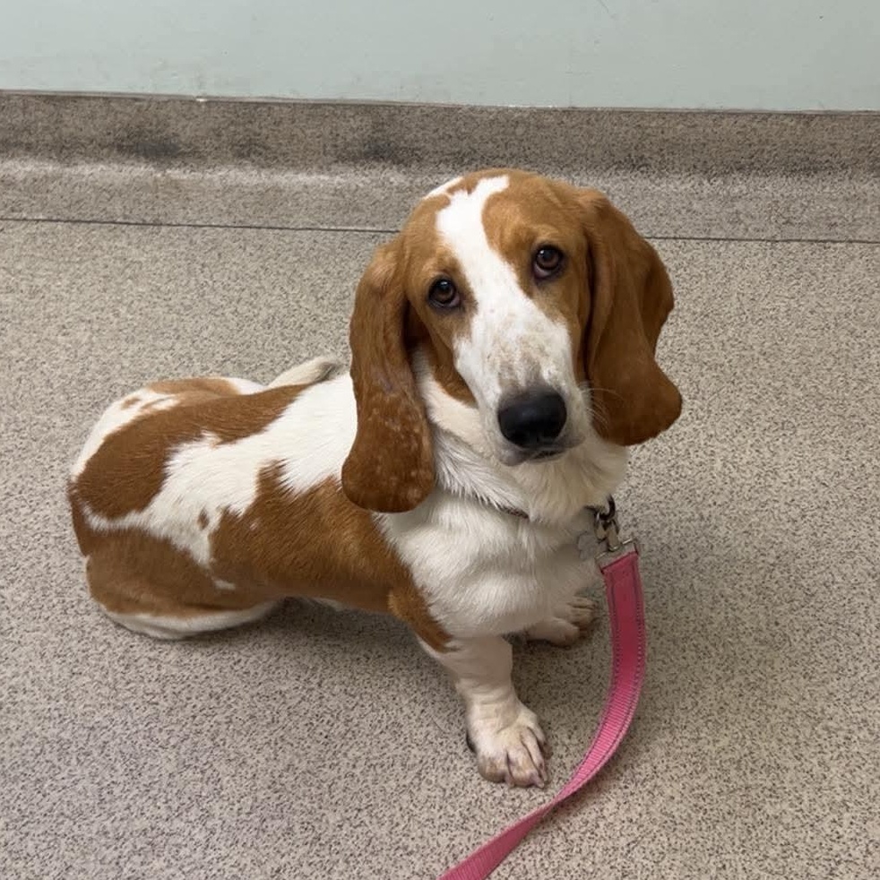 Penelope ("Penny"), a Adoptable Basset Hound in Knoxville, TN image 2/6