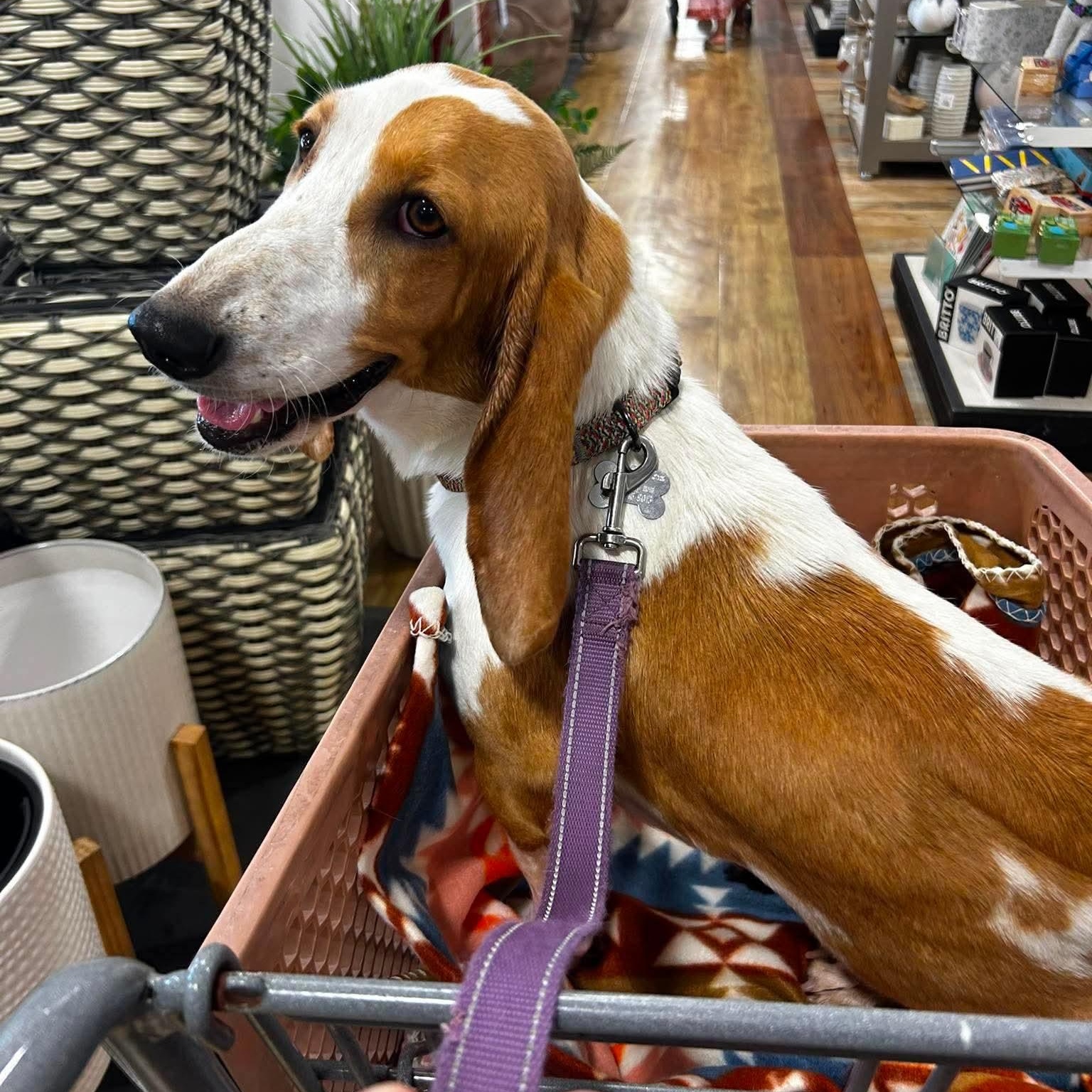 Penelope ("Penny"), a Adoptable Basset Hound in Knoxville, TN image 3/6