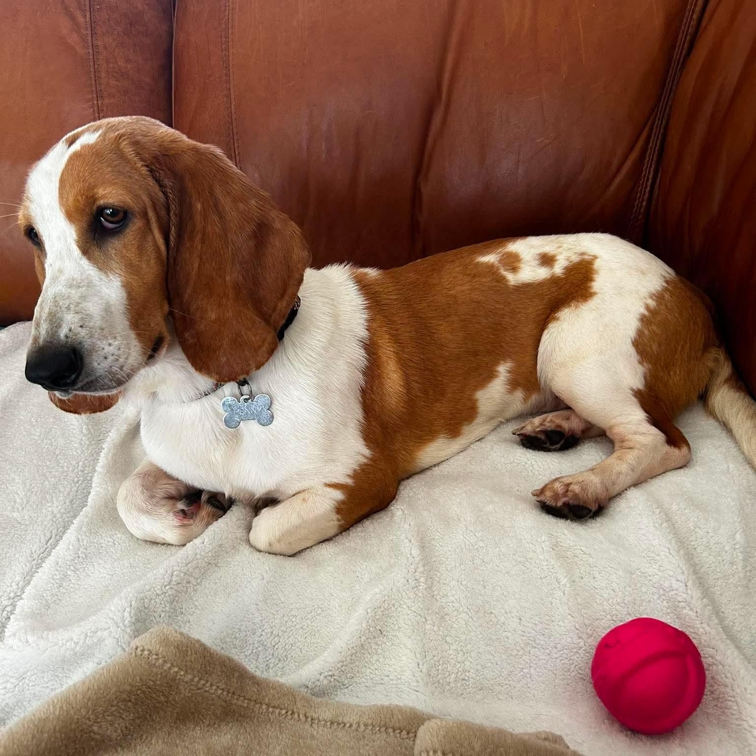 Penelope ("Penny"), a Adoptable Basset Hound in Knoxville, TN image 4/6