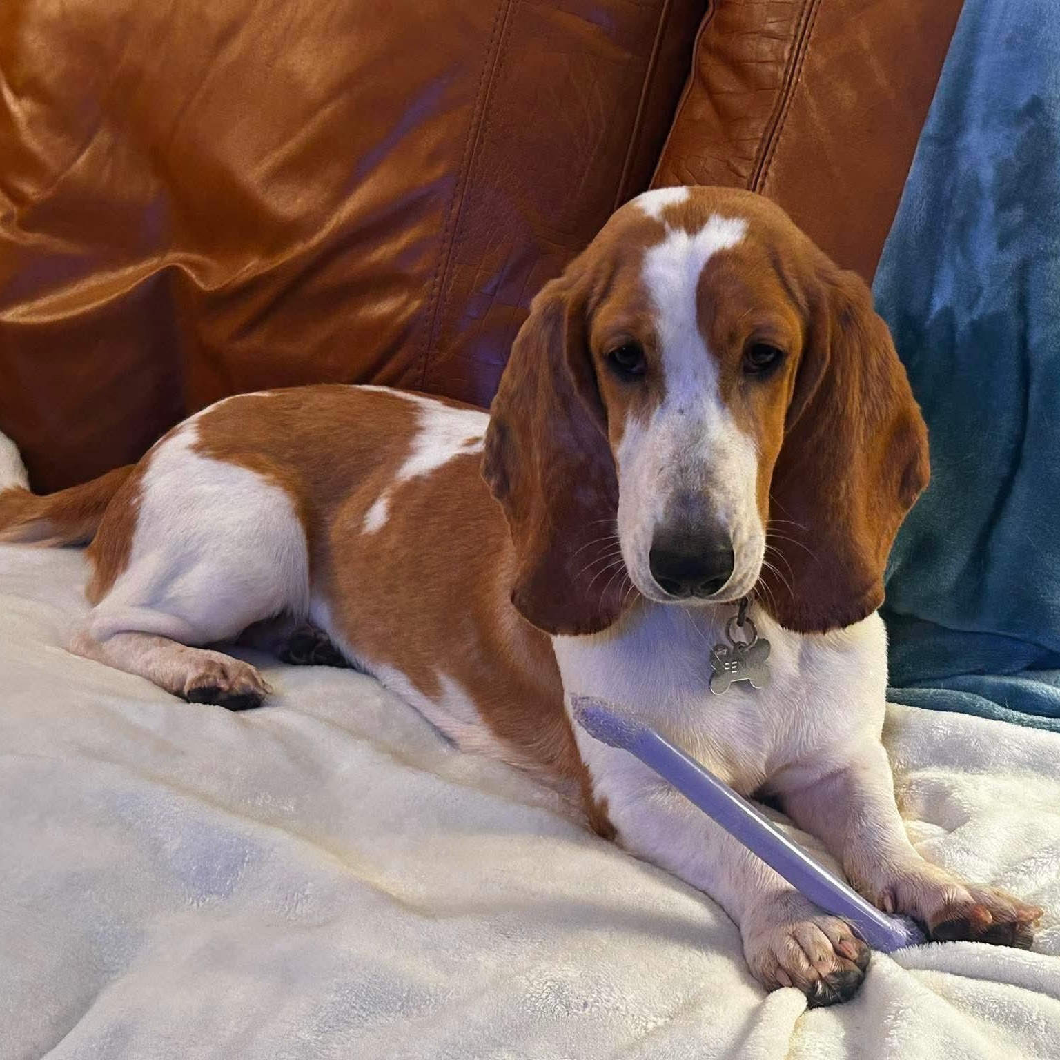 Penelope ("Penny"), a Adoptable Basset Hound in Knoxville, TN image 1/6