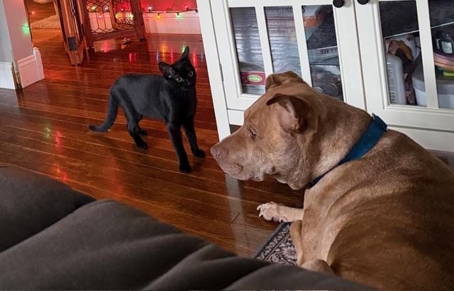 Enlarge Ghibli, a ADOPTABLE Domestic Short Hair in Oberlin, OH image 4/4