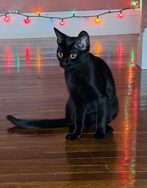 Enlarge Ghibli, a ADOPTABLE Domestic Short Hair in Oberlin, OH image 1/4