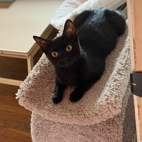 Enlarge Ghibli, a ADOPTABLE Domestic Short Hair in Oberlin, OH image 2/4