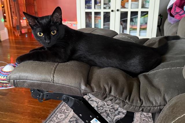 Enlarge Ghibli, a ADOPTABLE Domestic Short Hair in Oberlin, OH image 3/4