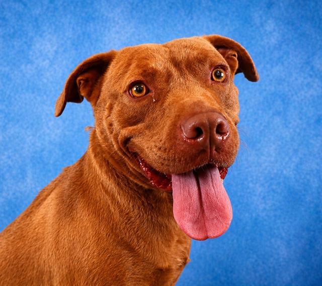MAVERICK, Adoptable, Adult Male Pit Bull Terrier.