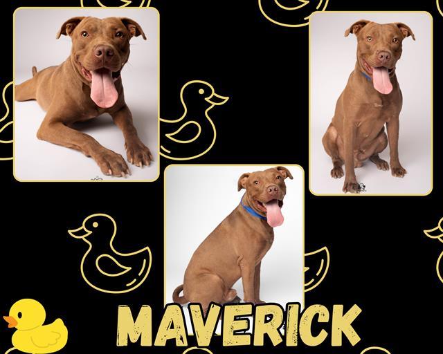 Enlarge MAVERICK, a Adoptable Pit Bull Terrier in Pearland, TX image 2/3