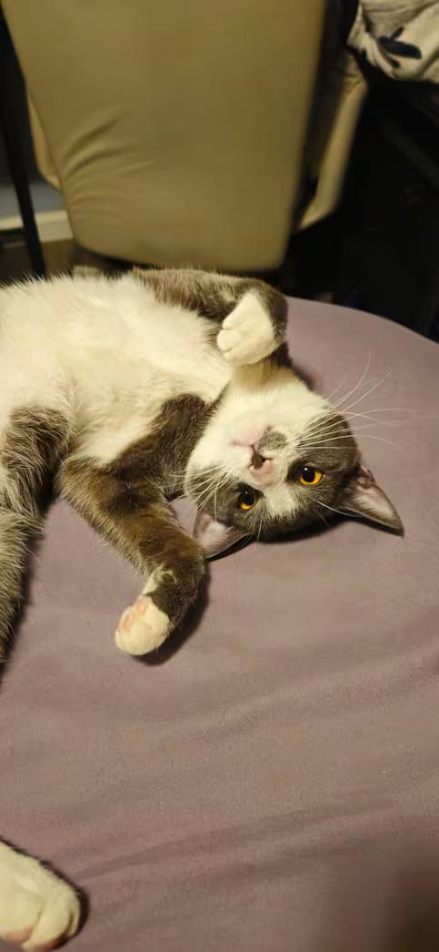 Yuji, an adopted Domestic Short Hair in Greensboro, NC image 1/3