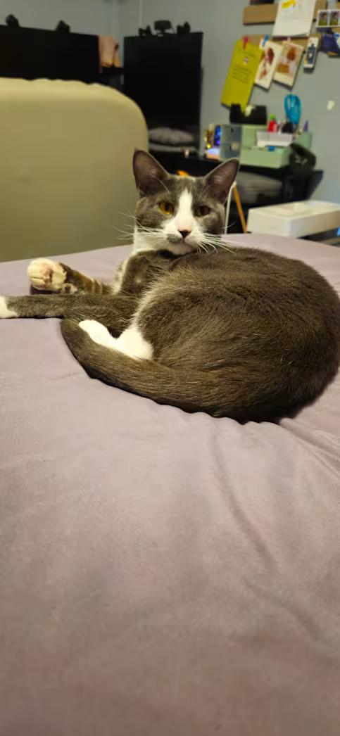 Yuji, an adopted Domestic Short Hair in Greensboro, NC image 2/3