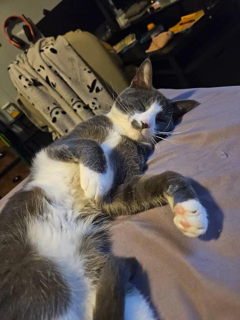 Yuji, an adopted Domestic Short Hair in Greensboro, NC image 3/3