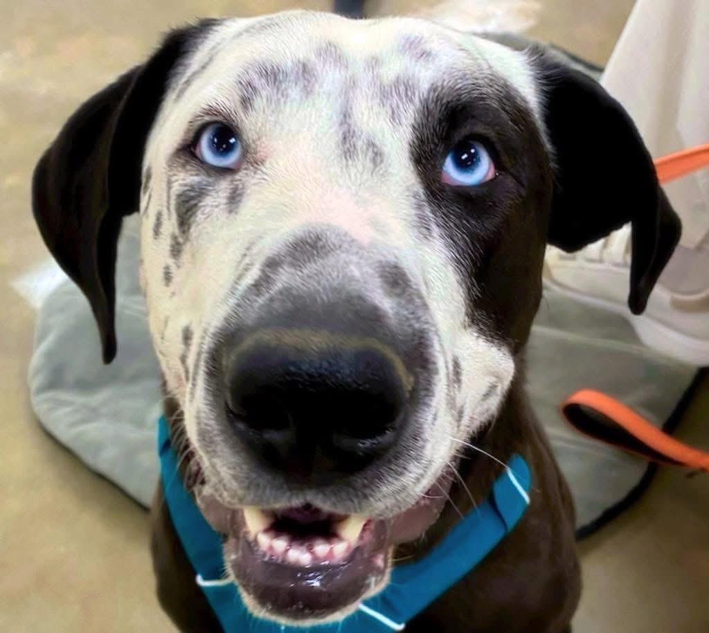 Celeste, Adoptable, Adult Female Great Dane & Catahoula Leopard Dog.
