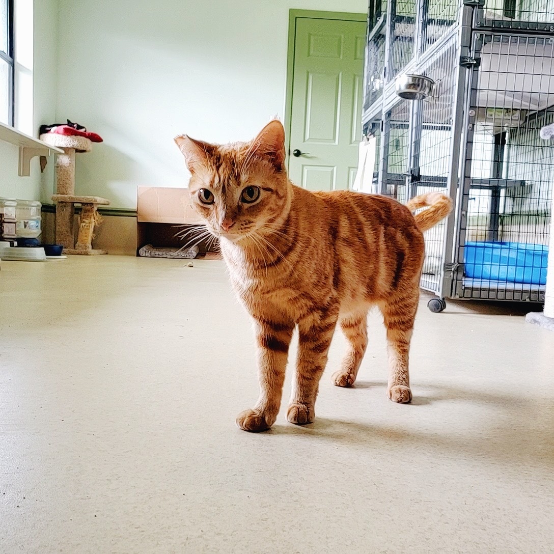 Ginny, a Adoptable mixed breed in Sebring, FL image 1/2