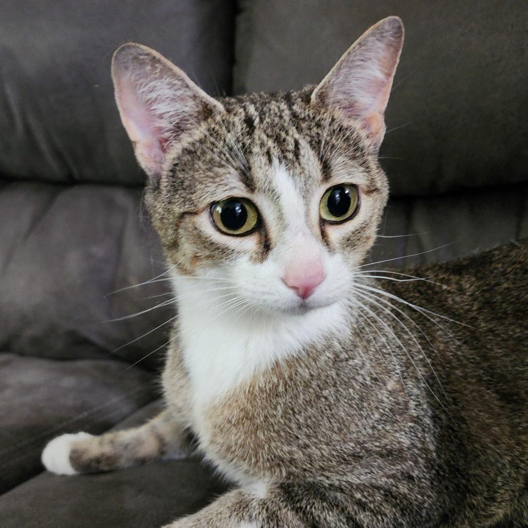 Enlarge Daphne, a Adoptable Domestic Short Hair in Centerville, TN image 1/1