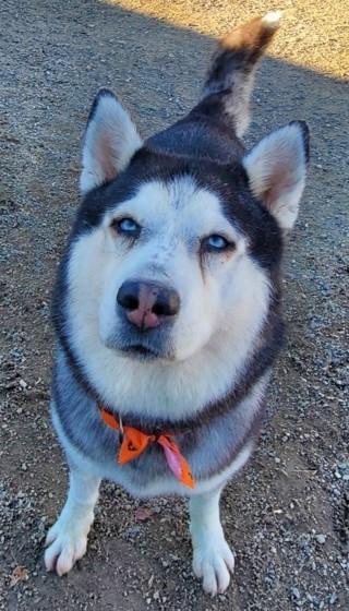 Enlarge Wazowski, a Adoptable Husky in Butte, MT image 1/2