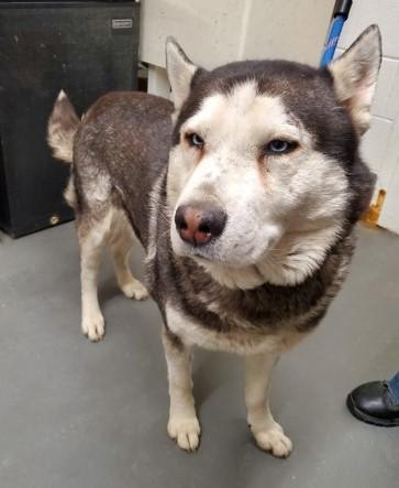 Enlarge Wazowski, a Adoptable Husky in Butte, MT image 2/2