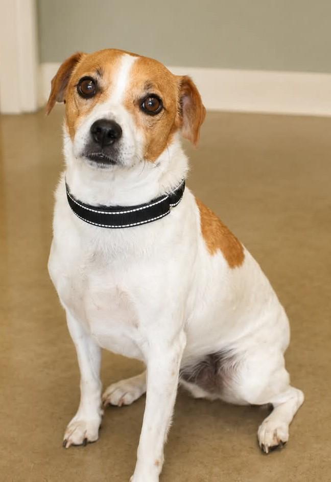 Enlarge KoKo, an adopted mixed breed in Sterling, CO image 2/2