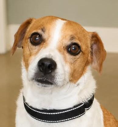 KoKo, adopted, Adult Female Jack Russell Terrier.