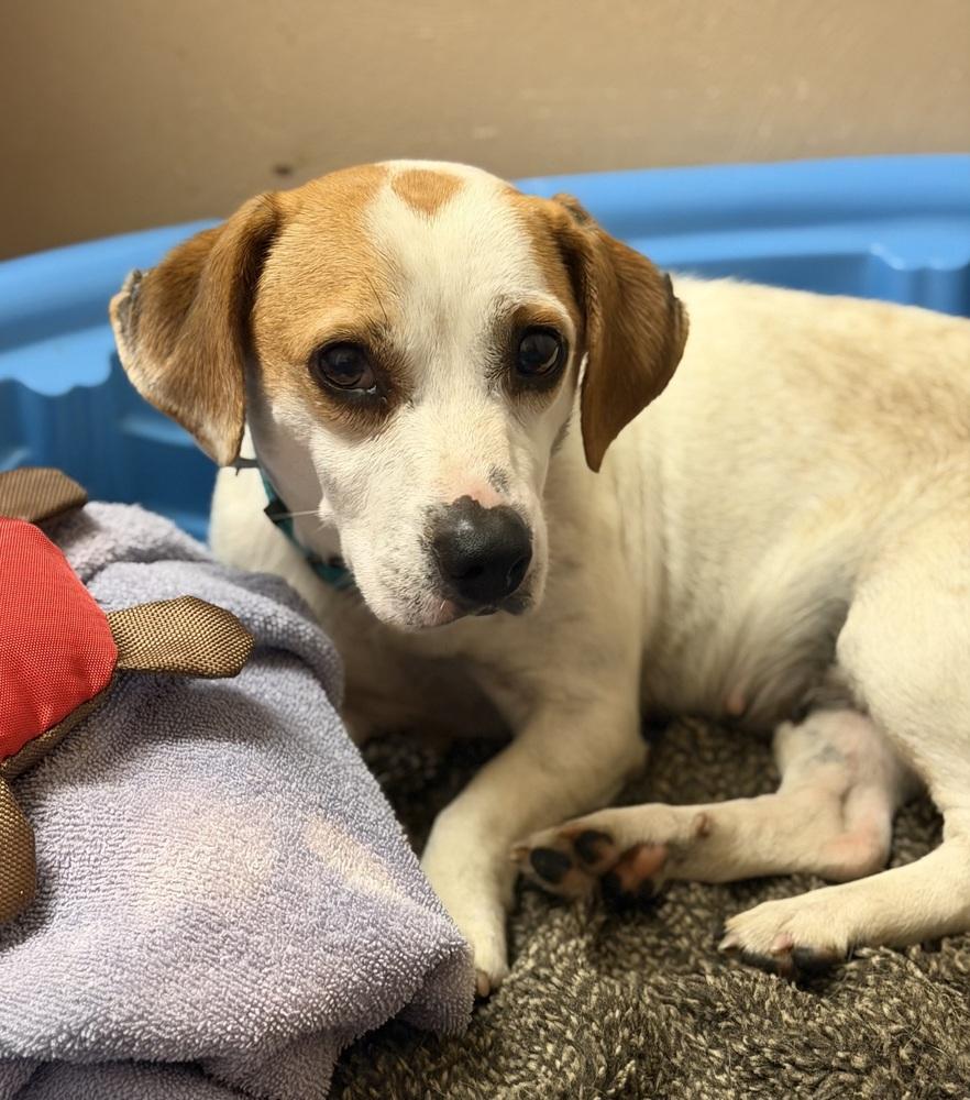 Enlarge Cookie, a Adoptable mixed breed in Irwin, PA image 4/5