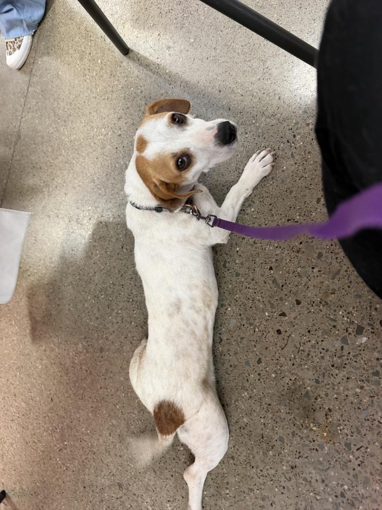 Enlarge Cookie, a Adoptable mixed breed in Irwin, PA image 5/5