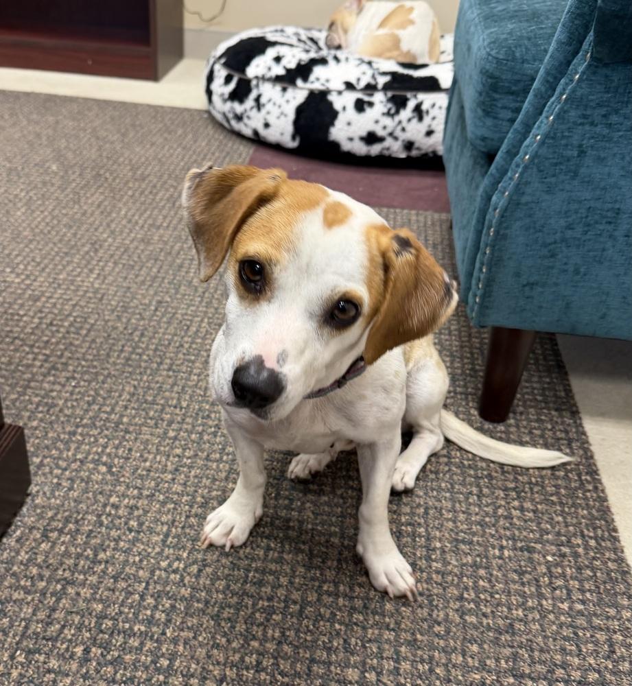 Enlarge Cookie, a Adoptable mixed breed in Irwin, PA image 1/5