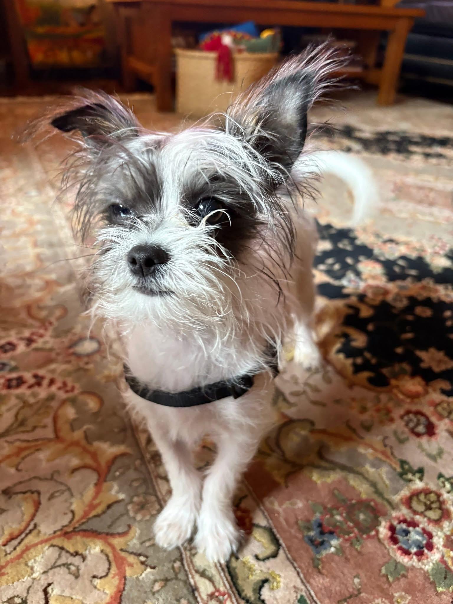 Supremo, Baby Male Papillon