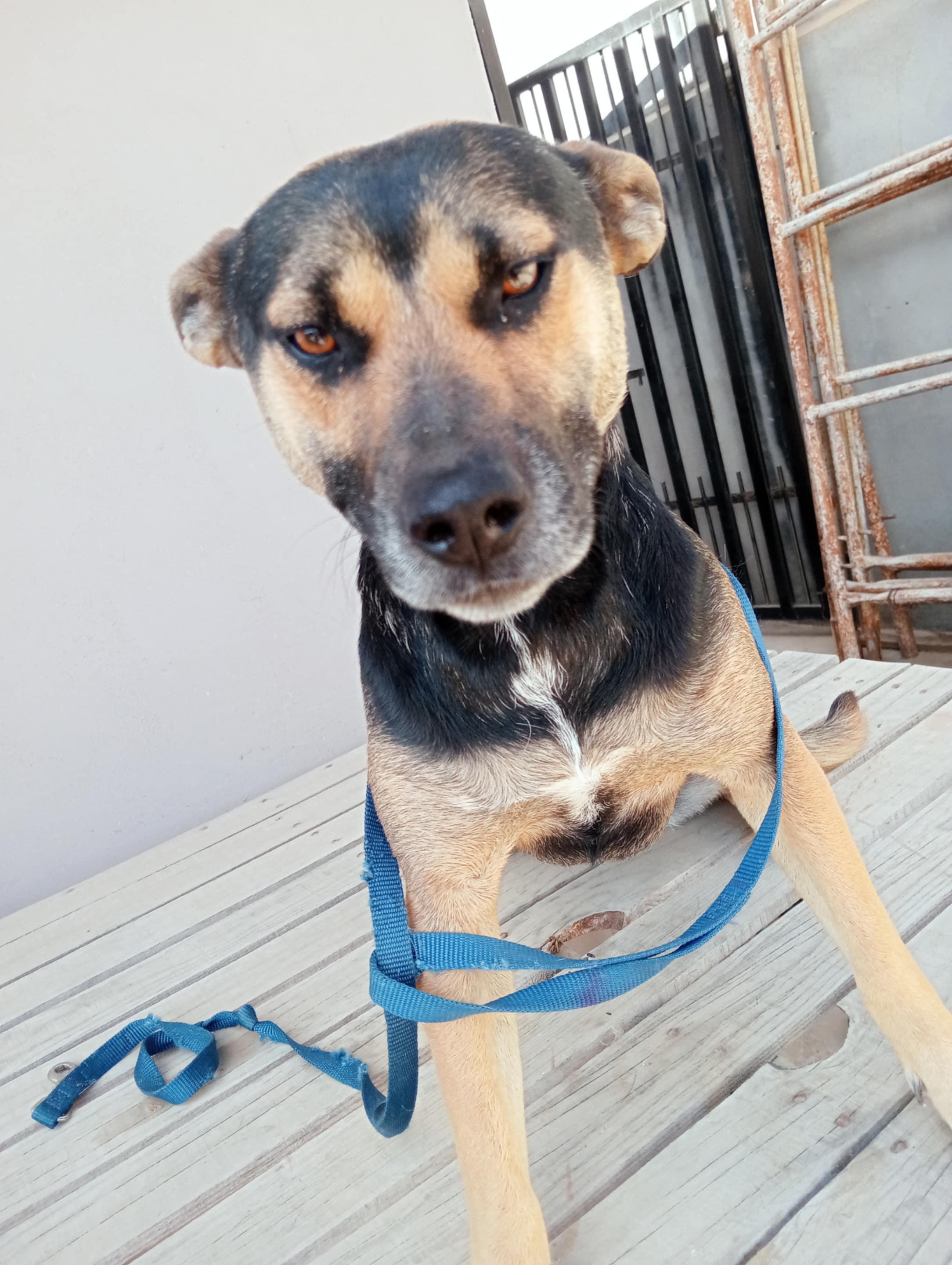 Negra, a Adoptable mixed breed in Chula Vista, CA image 1/6