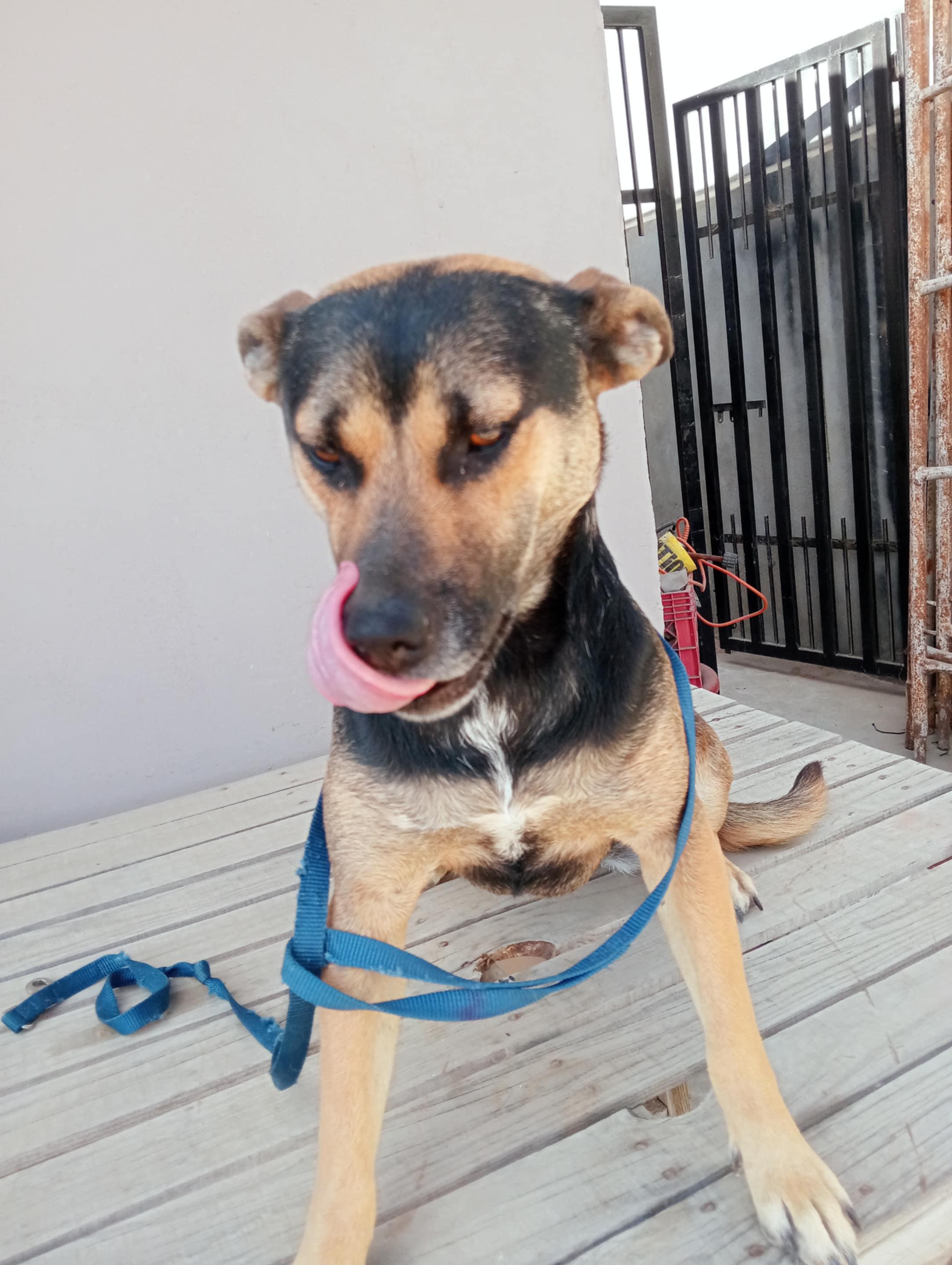 Negra, a Adoptable mixed breed in Chula Vista, CA image 2/6