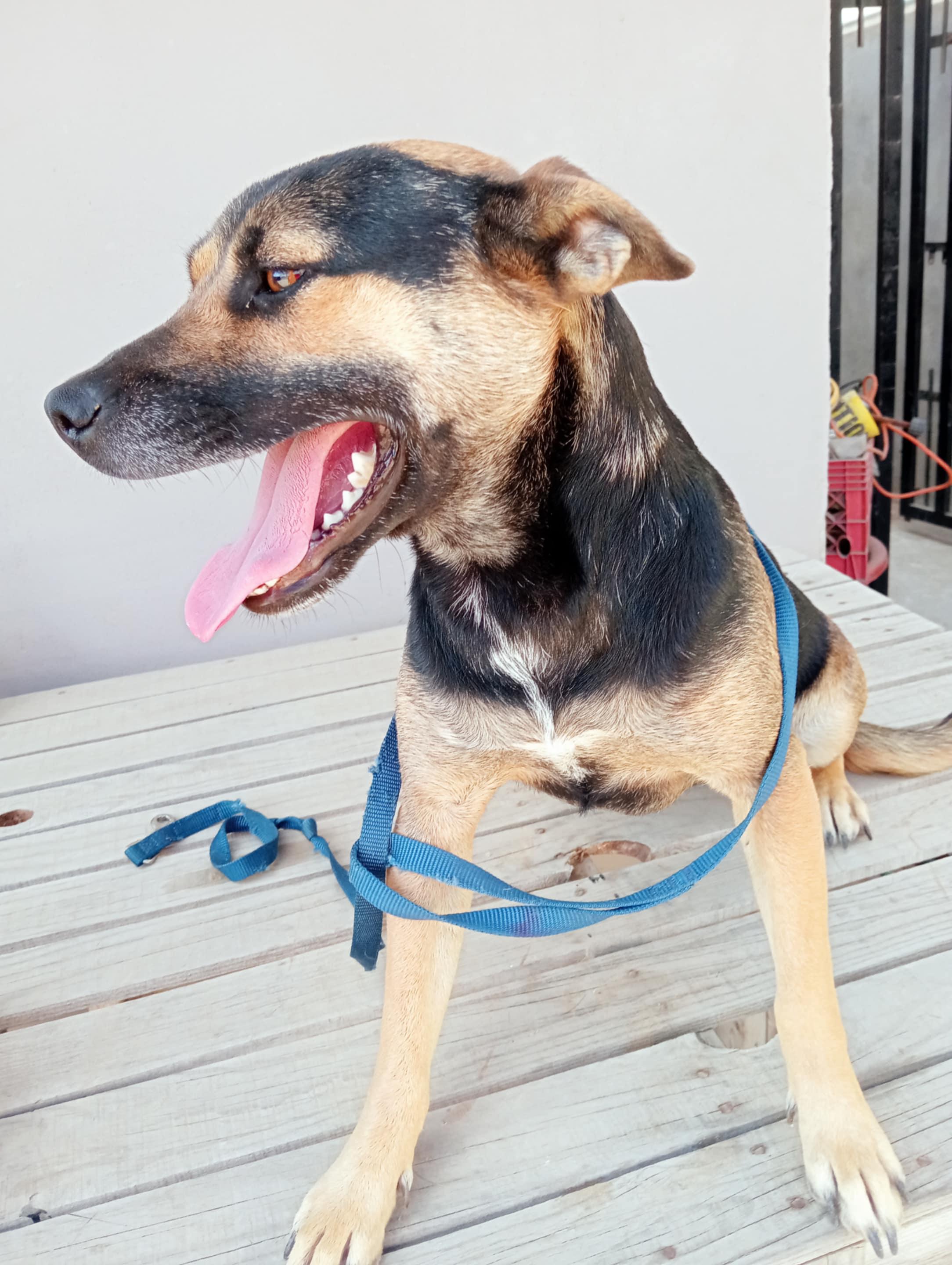 Negra, a Adoptable mixed breed in Chula Vista, CA image 3/6