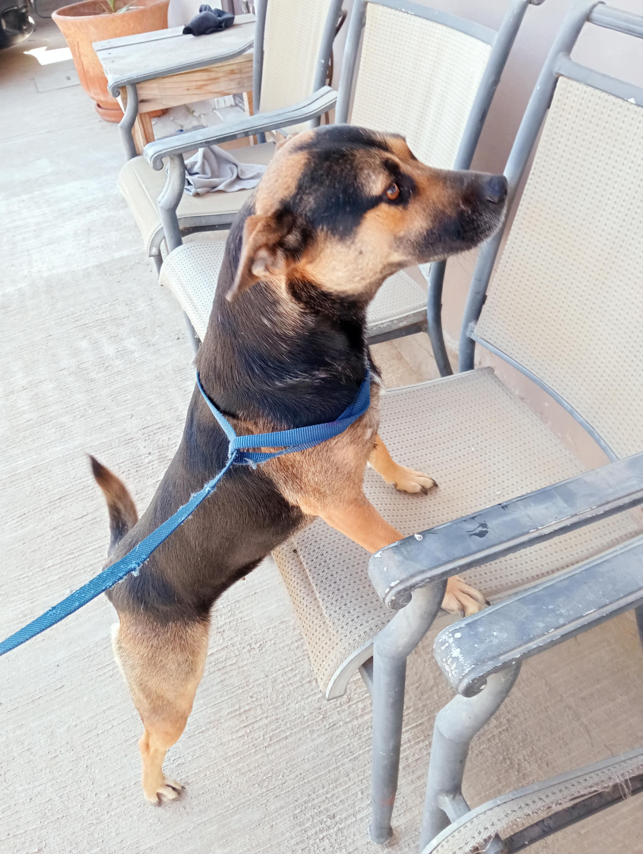 Negra, a Adoptable mixed breed in Chula Vista, CA image 4/6