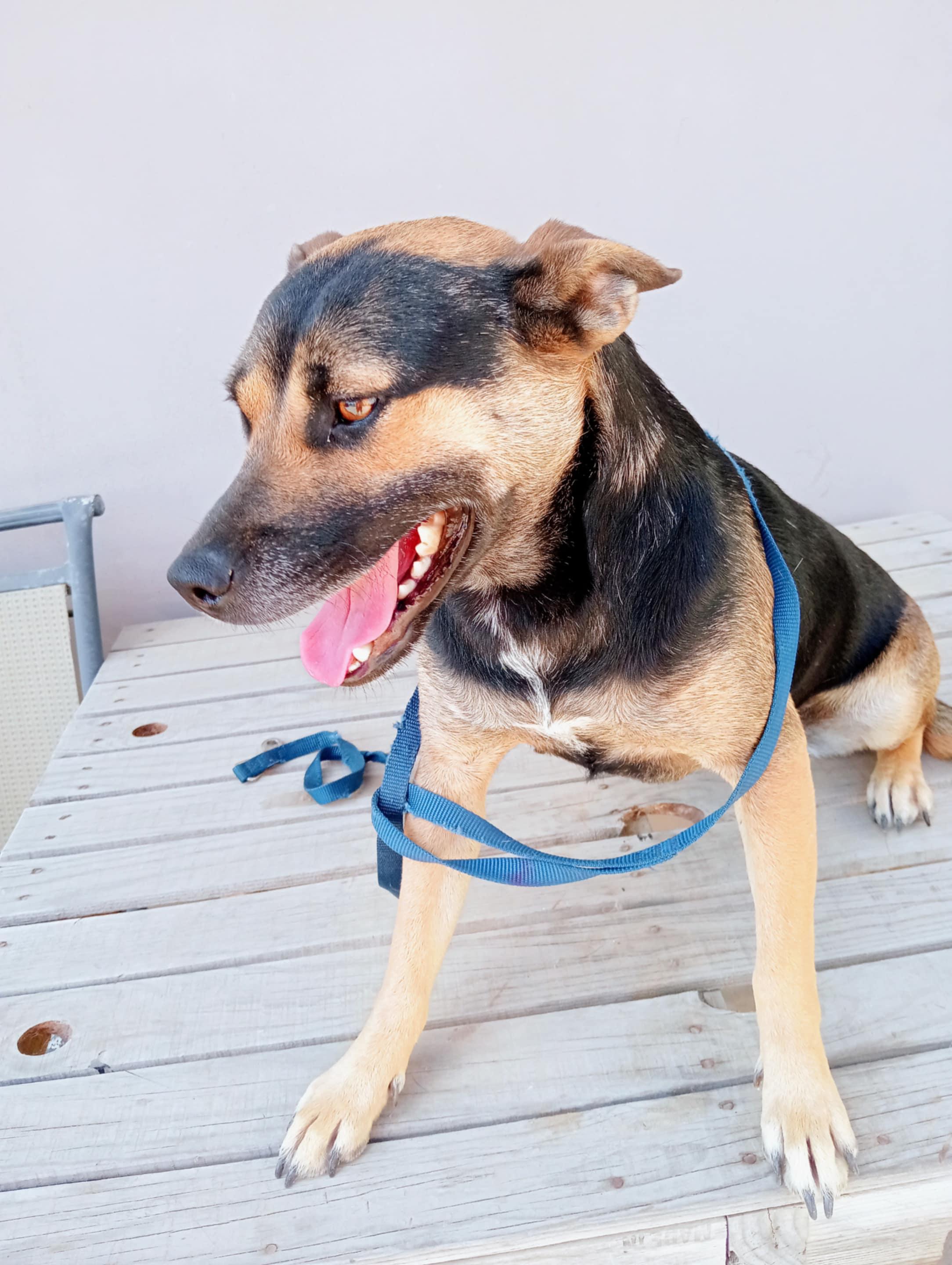 Negra, a Adoptable mixed breed in Chula Vista, CA image 6/6