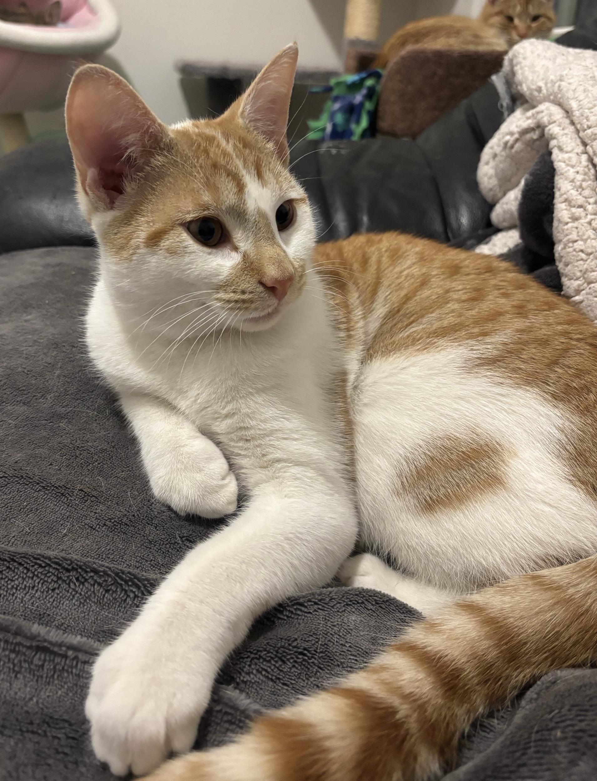 Enlarge Spike, an adopted Domestic Short Hair in Colonia, NJ image 2/3