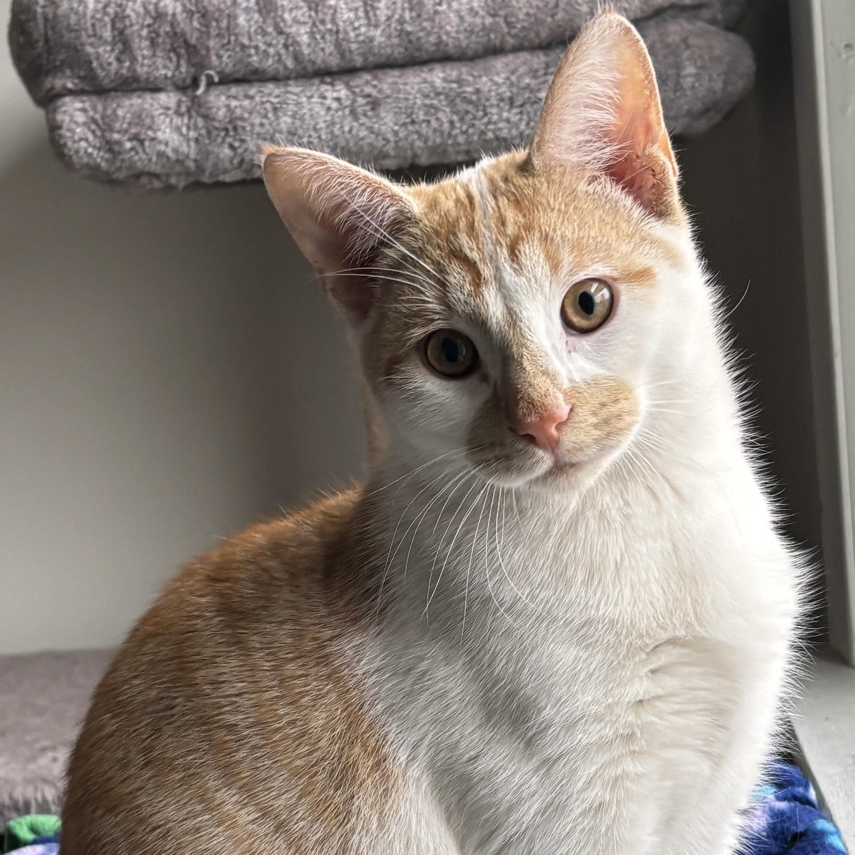 Spike, adopted, Kitten Male Domestic Short Hair.