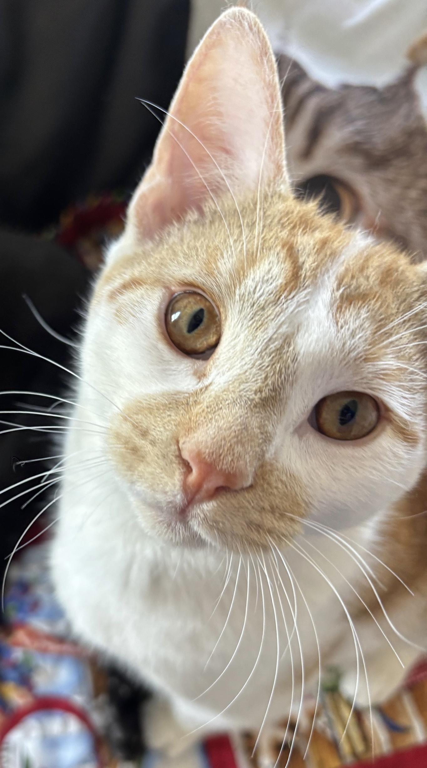 Enlarge Spike, an adopted Domestic Short Hair in Colonia, NJ image 3/3