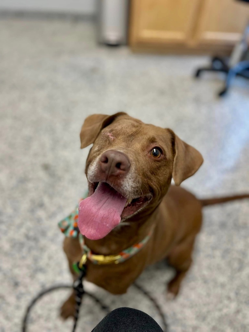 Charlie, a Adoptable Terrier in Clyde, NC image 4/6