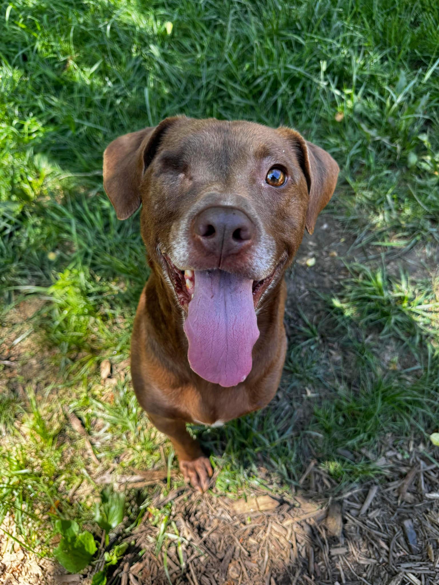 Charlie, Adoptable, Adult Male Terrier.