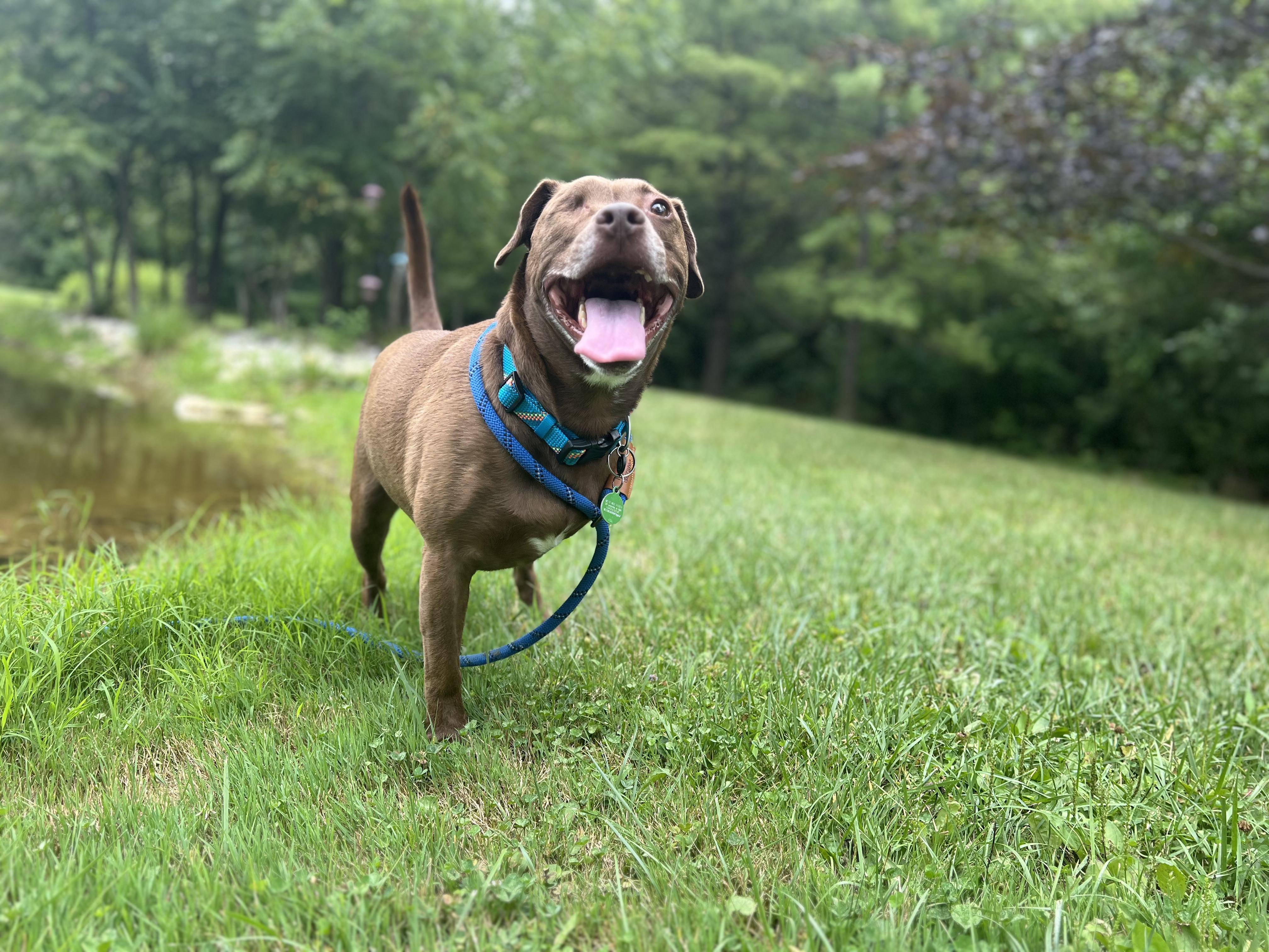 Charlie, a Adoptable Terrier in Clyde, NC image 2/6